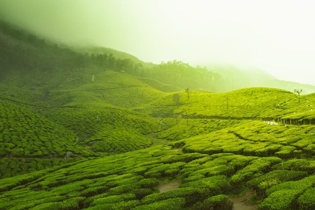 Munnar tea plantations in Kerala